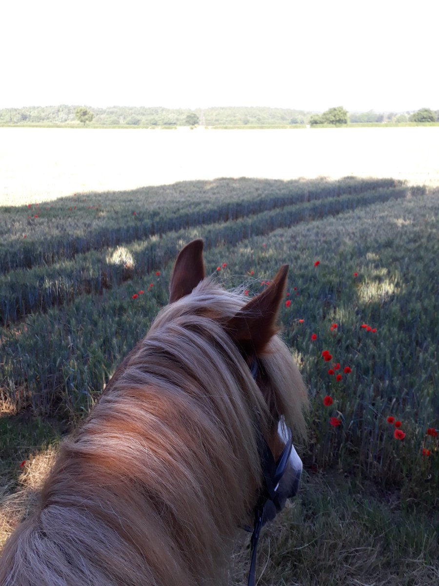 K_K1386's tweet image. Beautiful morning for a hack #summerhacking