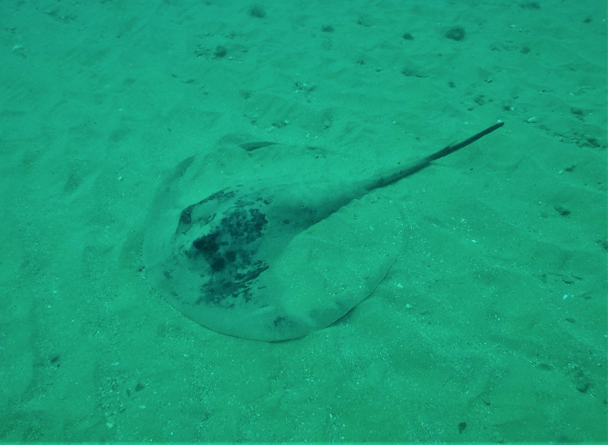 @africanwatersports tweet media