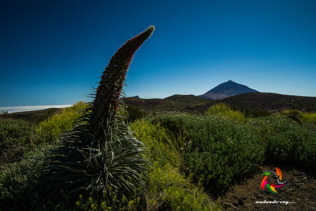 Despidiendo los tajinastes......
#tenerife #trekking #hiking #hike #outdoors #landscape #teide #sunrise #hikingtenerife #trekkingtenerife #senderismotenerife  #sunset #nature #snow #tenerifesenderos #heritage #paisajes #fotostenerife #IslasCanarias