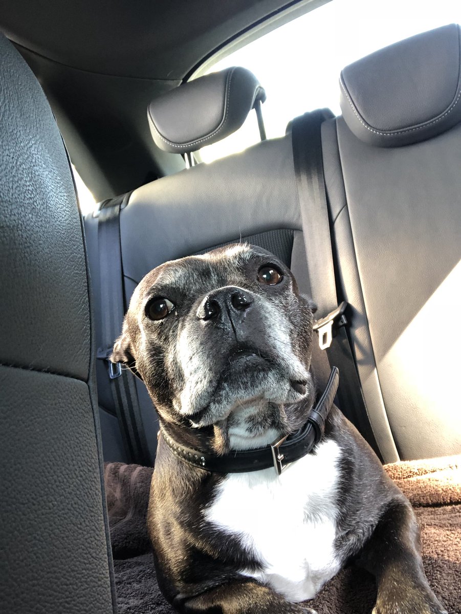 SlingsbyWilliam's tweet photo. I take Stan to work every Saturday and he sits in the back like a little school kid 😩 https://t.co/mjDNOCITOU