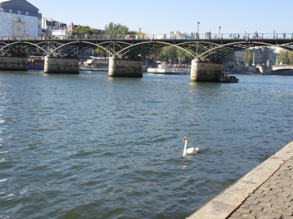 parisvisites's tweet photo. Un cygne profite de Paris en été : un air de vacances... A consommer sans modération ! https://t.co/VMPEcFoYDp #tourisme tourisme #France #Paris https://t.co/N7tWqH1c8R