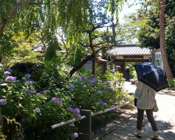 資福寺のあじさい19 見頃や開花時期は 駐車場や混雑状況もチェック 徒然なる月乃物語