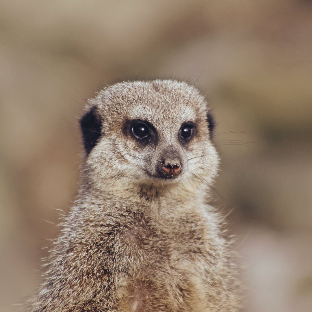 IGO_AFRICA's tweet photo. Meerkats have excellent eyesight, they can spot predators in the air from more than 300 m away. #meerkat #meerkats #wildlife #igoafrica #instatravel #travelgram https://t.co/6xrfm5Hgdz