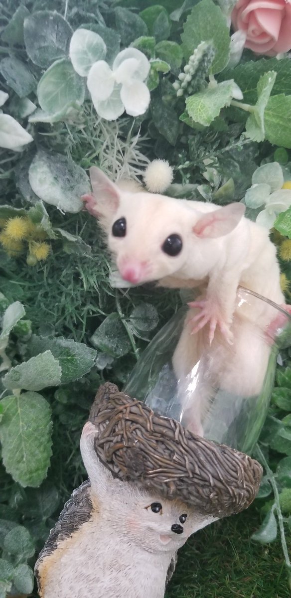 schallte_mani's tweet photo. 頭から　クルリン　がしゃーん。 https://t.co/l0ftiVT19D