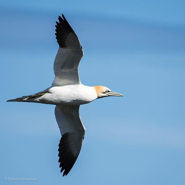 Gorgeous gannet ✨
.
.
.
@rspb_love_nature @bbcearth @natgeowild @nikoneurope @bbcspringwatch #gannet #northerngannet #seabird #seabirds #sealife #bird #birds #birding #birdlovers #birdsofinstagram #nature #naturelovers #naturephotography #wildlife #w… ift.tt/2N6PK6Z