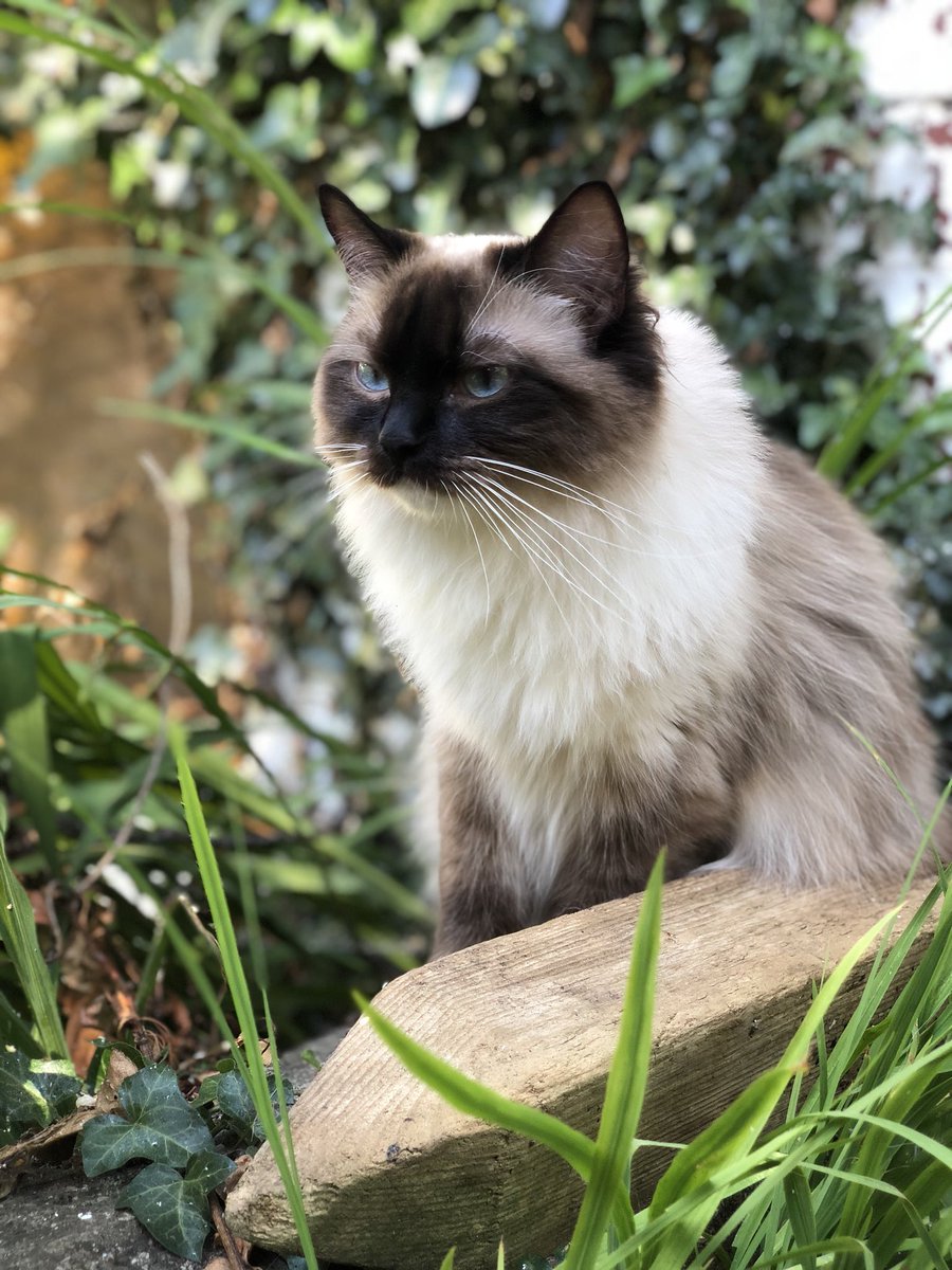 LittleMiaMeow's tweet photo. This is my morning face https://t.co/9pJTwsywqN