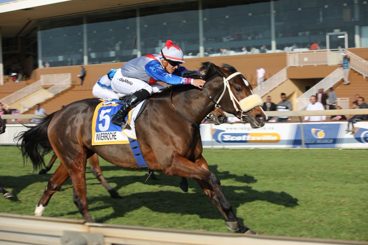 BirchBros_VVS's tweet photo. View the #BirchBros KZN Yearling Sale draft including LOT 252 the smashing full brother to INVERROCHE. 2yo Winner of the Gr3 Strelitzia Stakes &amp; 3rd in the Gr1 Allan Robertson this season. "A nursery for champions - For over a century!" #Est1910 #BirchBros @BloodstockSA1 https://t.co/Ia5X1iK9eM