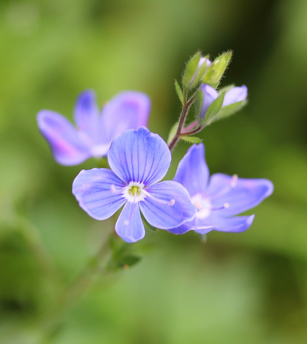 #flowers #tinyflowers #wildflowers #nature #summer #suomenluonto #kukkia #pieniäkukkia #luonnonkukkia #kesä #luonto #Finland