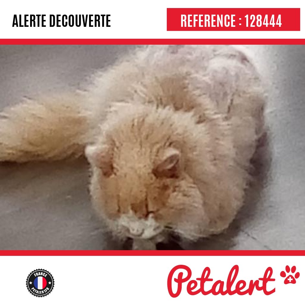 Trouvé #Chat #DeuxSevres #SaintLin #Petalert  #Pet  #Alert / p3t.co/k2fLs