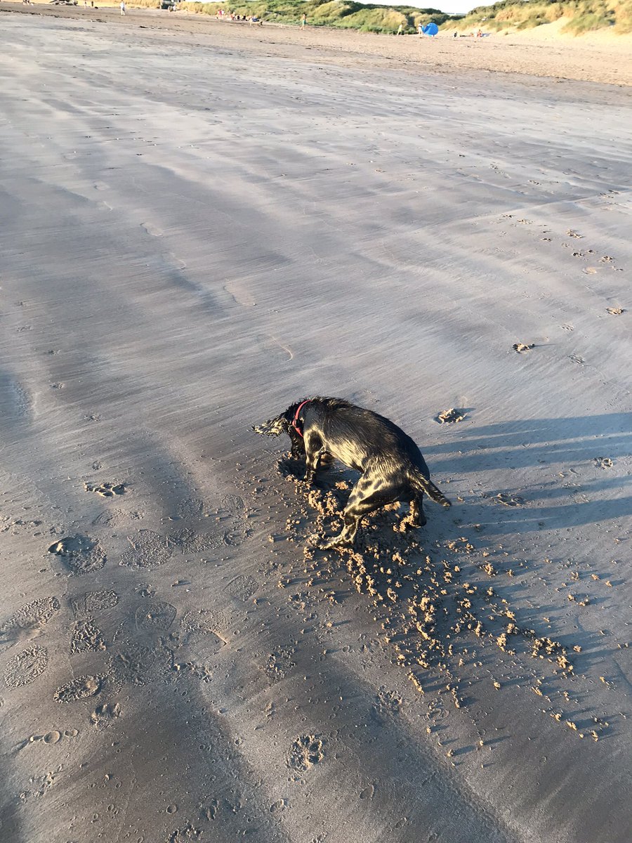 melisxbaker's tweet photo. Rosie had a fabulous time on the beach last night!  Meeting and greeting everyone she could see - and digging!! 😃 #Instow #socialising #sunset #summer #beach #livelivelaugh https://t.co/J14GRH8fnl