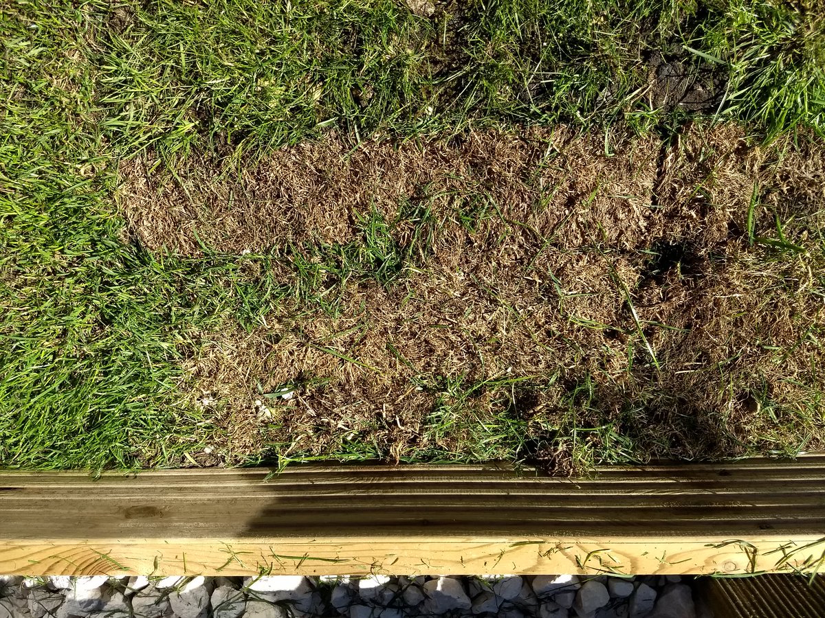 Think the turf might be dead. No more being delivered due to hot weather and it rotting in the transport. Please advise <a href="/BandQ/">B&Q</a>