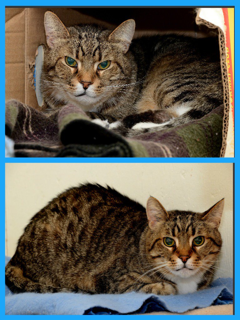 ChwkSafeHaven's tweet photo. #GoodMorning! #SafeHavenCats welcome @haughton_c! Timmy & Tommy are brothers. Tommy is a Black & Grey Marble Tabby & Timmy is a Grey Spotted Tabby. They really need a nurturing #FureverHome! They are fearful & quiet and need some #TLC! #TabbyCats #LongTimeResidents #ForgottenCats https://t.co/ZEu6zhH2E0