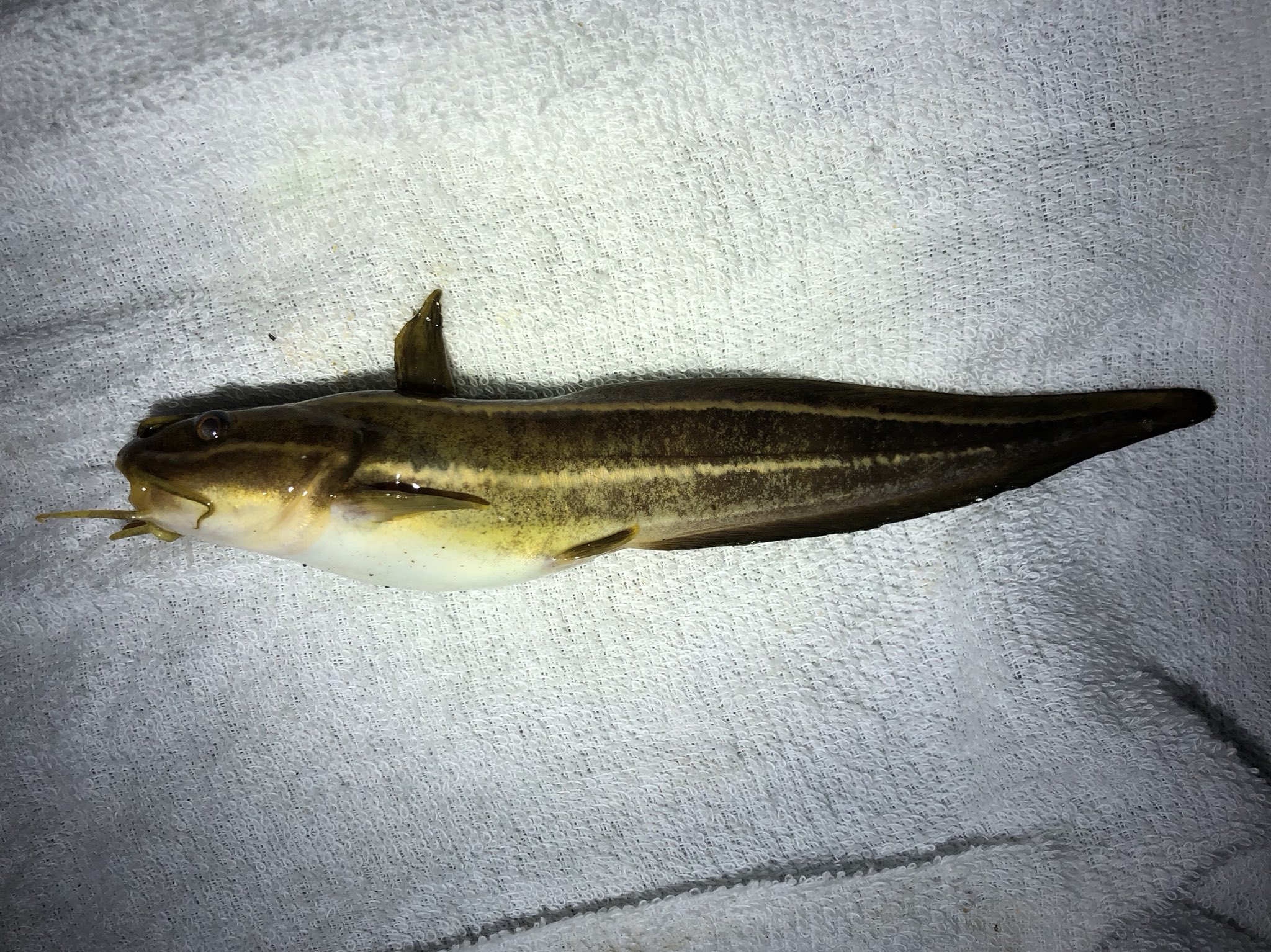 تويتر さかな芸人ハットリ على تويتر 115種類目 悪名高き毒針フィッシュのゴンズイ 116種類目 ボリューミーなクロアナゴ 300種類の魚を釣るまで自分で釣って調理した魚以外食べないチャレンジ 釣った魚しか食べない T Co 4gfbckimw8