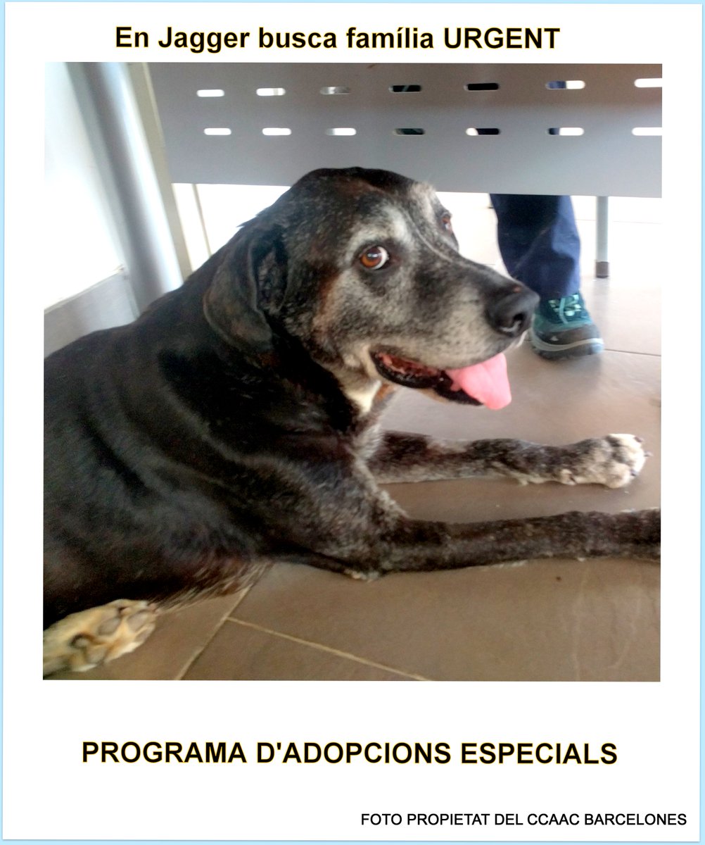 En Jagger busca una família urgent. És un gos de 10 anys amb una hèrnia discal. Necessita un estil de vida molt tranquil. Ès un gos molt bo, sociable tan amb gossos com amb persones.
 Entra dins del Programa d'Adopcions Especials.
 Si us plau, fem difusió!
Moltes gràcies!