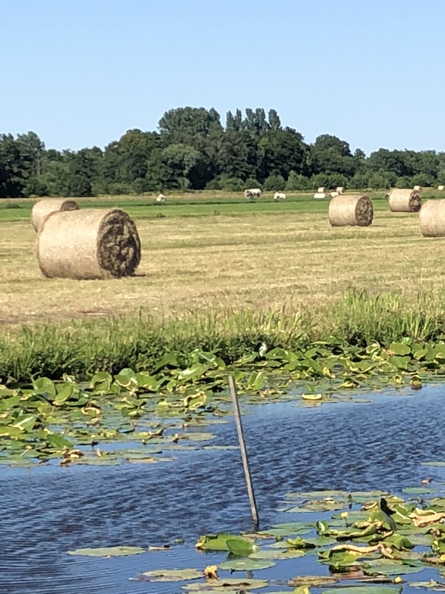 D66Fa's tweet photo. De koe die het van de andere kant bekijkt. De vogel heeft een vis gevangen. De rivierkreeft die een wandeling maakt. Wat is de natuur toch mooi #winterdijk #Bloemendaalsepolders #genieten #wandelen https://t.co/H0UQZw0OUo