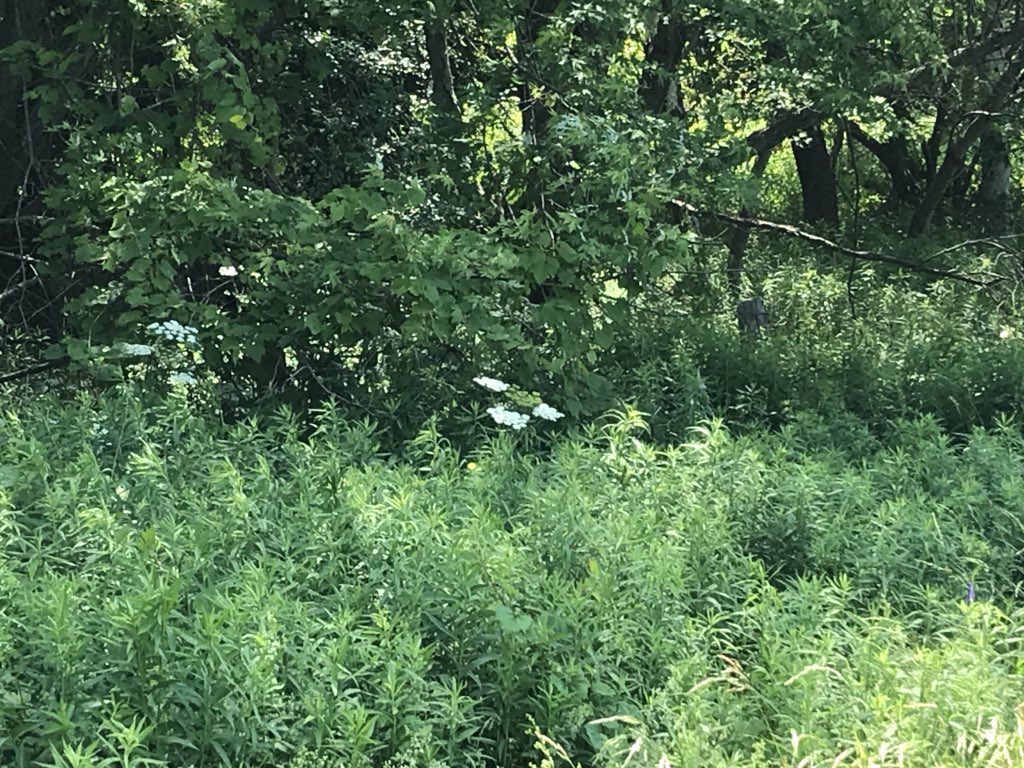 DavidStein76's tweet photo. @TownofWhitby @RegionofDurham Noxious Hogweed plants spotted along Halls Rd on the Lynde Creek side very close to public trails. >100 plants. Please destroy these before they seed! https://t.co/l3LeknxZ4u