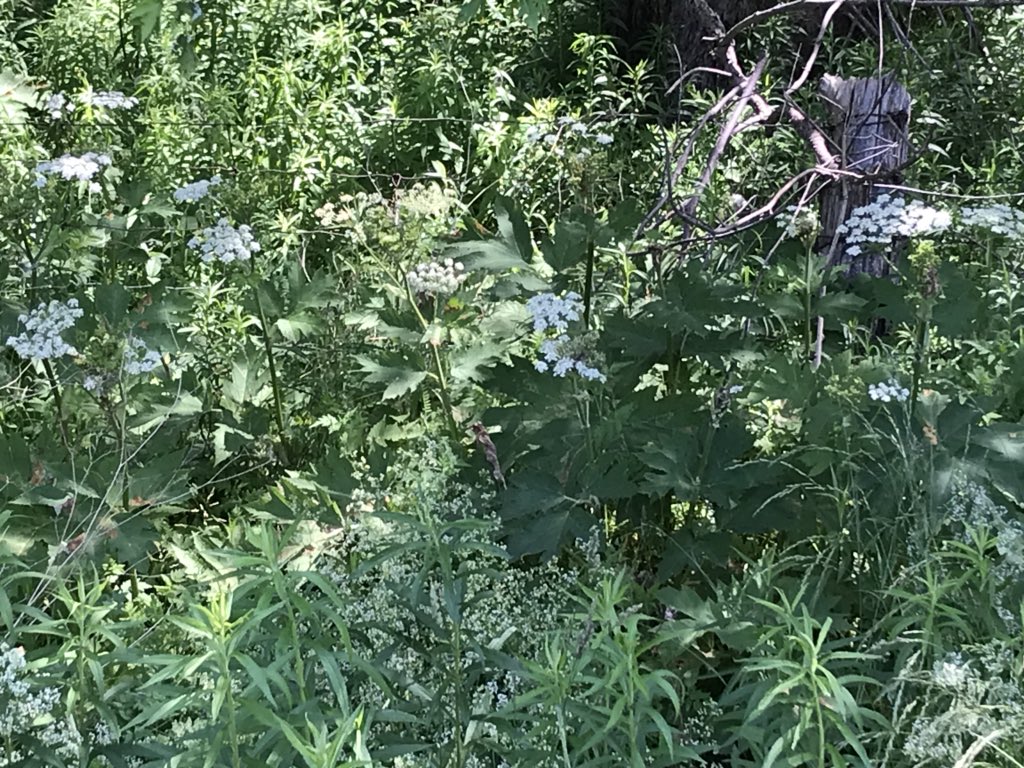 DavidStein76's tweet photo. @TownofWhitby @RegionofDurham Noxious Hogweed plants spotted along Halls Rd on the Lynde Creek side very close to public trails. >100 plants. Please destroy these before they seed! https://t.co/l3LeknxZ4u