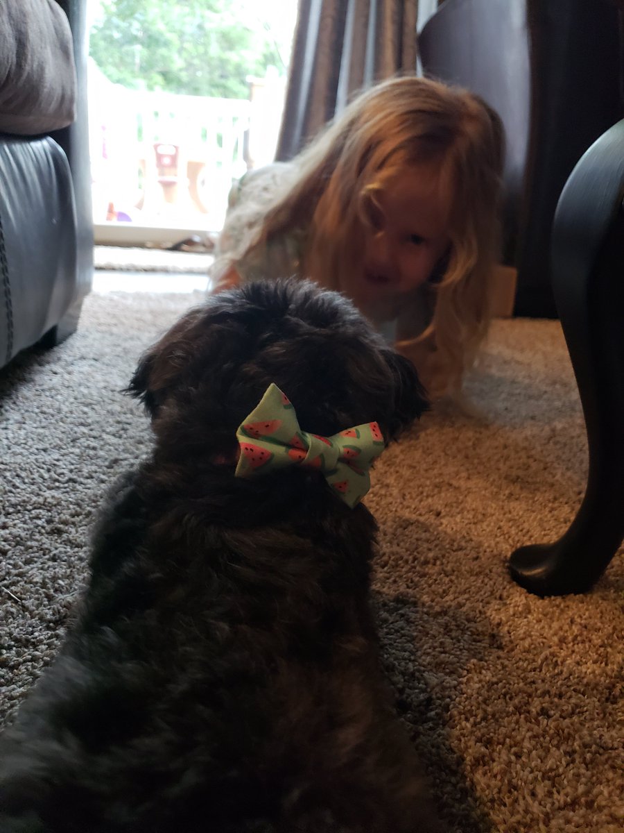 LucytheCHIDog's tweet photo. #Vacation Update No. 2: I've trained my human cousin Vi to feed me #treats on demand. Not sure if I am ever leaving the house of @SchollKathy #dogcation #vacationmode #vacationweight #humantrainer #PAWESOME https://t.co/0lgSOyAX0q