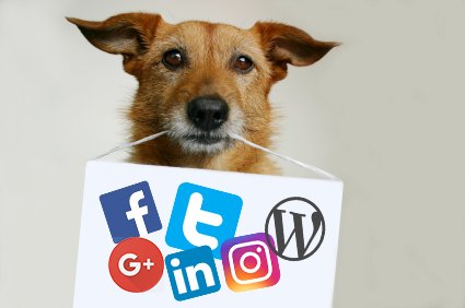 updogbox's tweet photo. Happy National Social Media Day from UpDog! #BecauseDogsRule https://t.co/oRjExoEFts