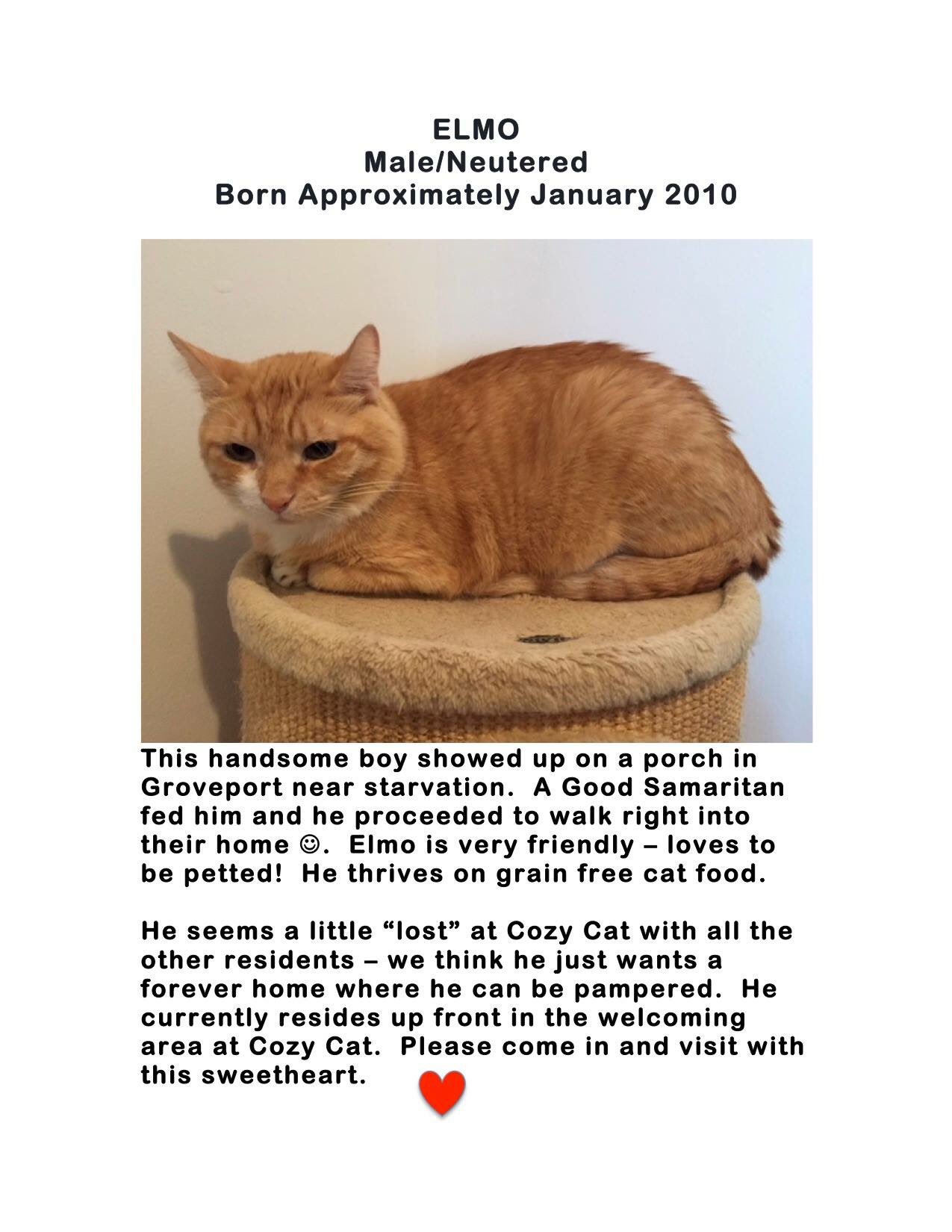 Cozy Cat Cottage On Twitter Cats Catsofcolumbus Orangecat