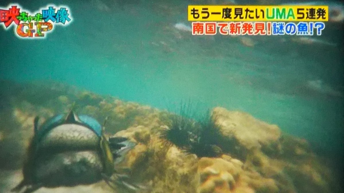 フジテレビ 映っちゃった映像gp に ゴールデンタイムでただのcgを紹介してるだけじゃねーかよフジテレビ 映っちゃった映像gpじゃなくて創っ ちゃった映像cgでしょ などの感想あつまる 2ページ目 Togetter フジテレビ 映っちゃった映像gp に ゴールデンタイムでただのcgを紹介してるだけじゃねーかよフジテレビ 映っちゃった映像gpじゃなくて創っ ちゃった映像cgでしょ などの感想あつまる 2ページ目 Togetter