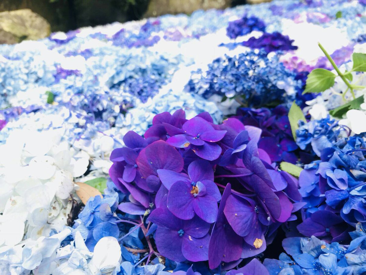 雨引観音 公式 Amabikitemple Twitter