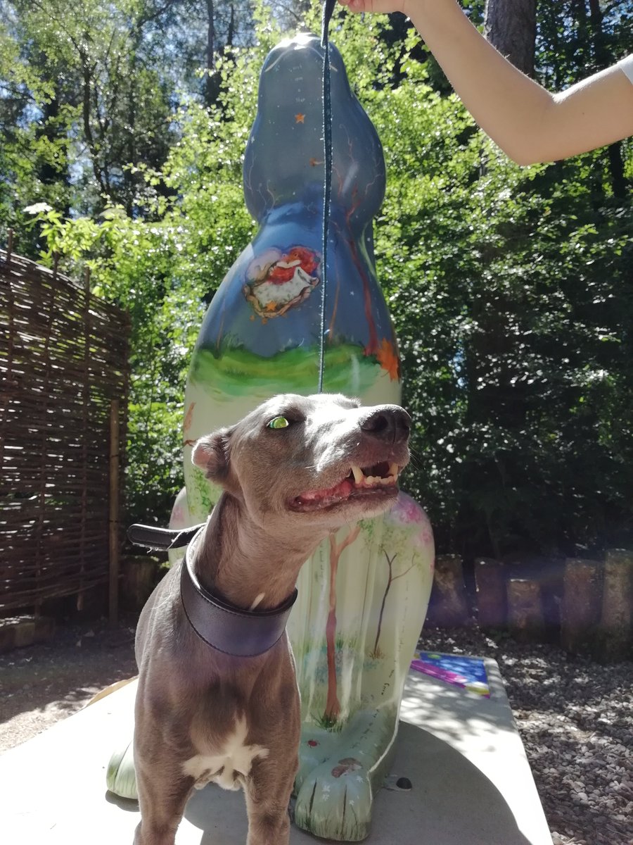 GoGoHareSeasons's tweet image. Hare of the dog! @GoGoHares2018 @break_charity @justeditor @CountryHolt @NorthNorfolkDC