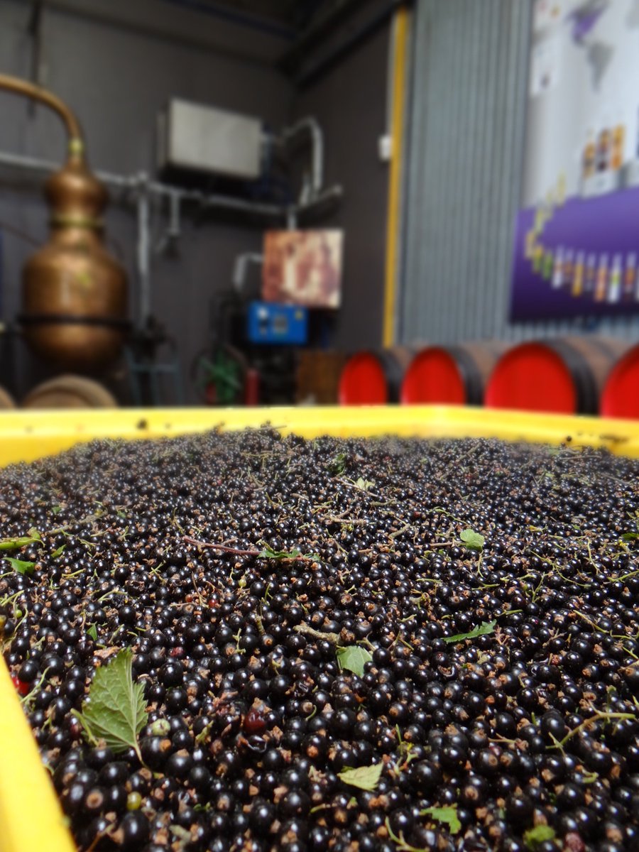 Les premiers #cassis sont arrivés !!! Directement de #Beaune, et on vous confirme, ça sent bon dans la liquoristerie #Védrenne !
Et ce n'est que le début, le #cru 2018 s'annonce D-E-L-I-C-I-E-U-X ;)
#CremedeCassisdeBourgogne