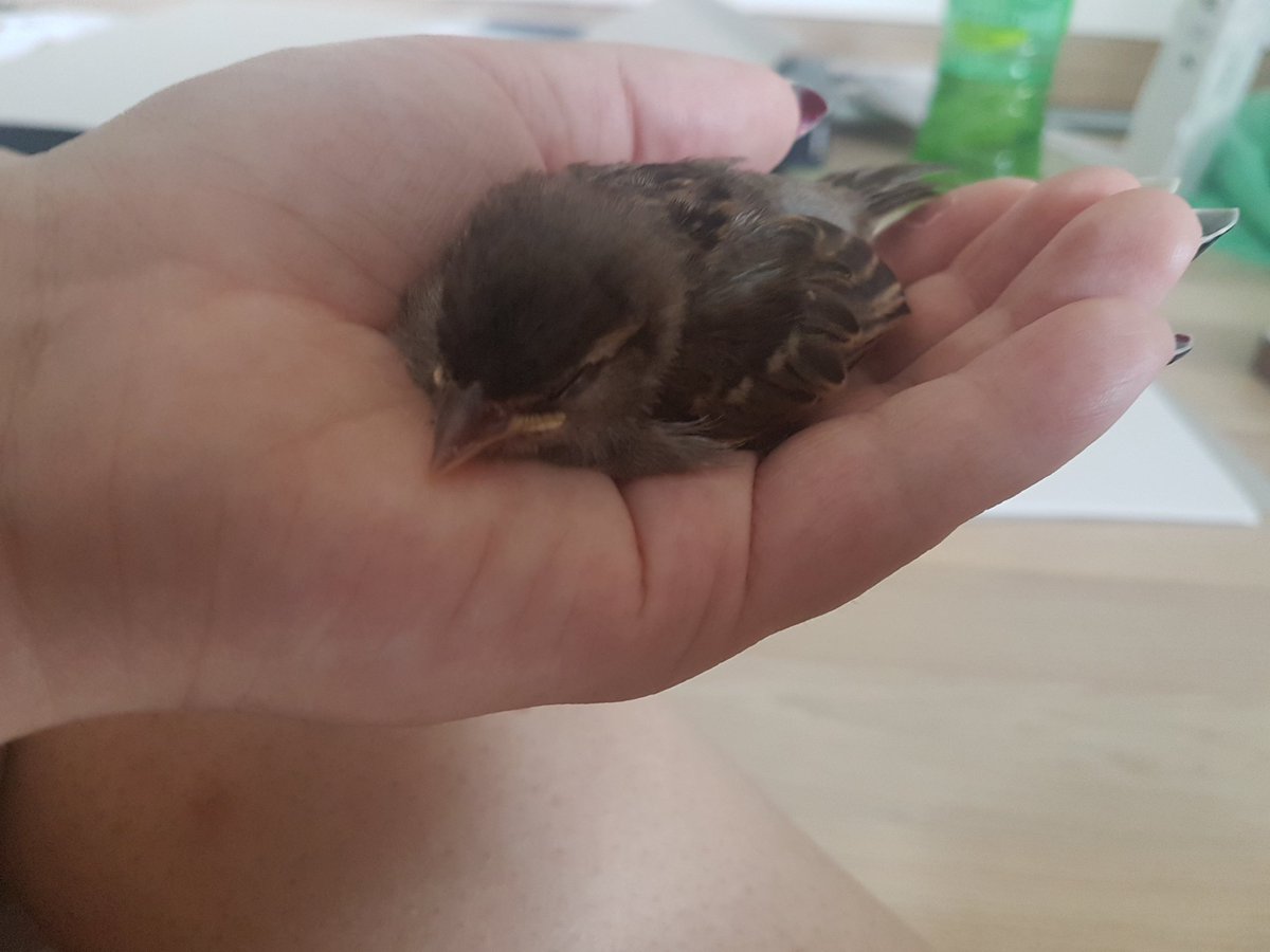 _astermoth's tweet photo. of course they decide to take a nap
#verysleepyveryflatbird #emilquote #vib #veryimportantbirb https://t.co/3O0FECgJVf