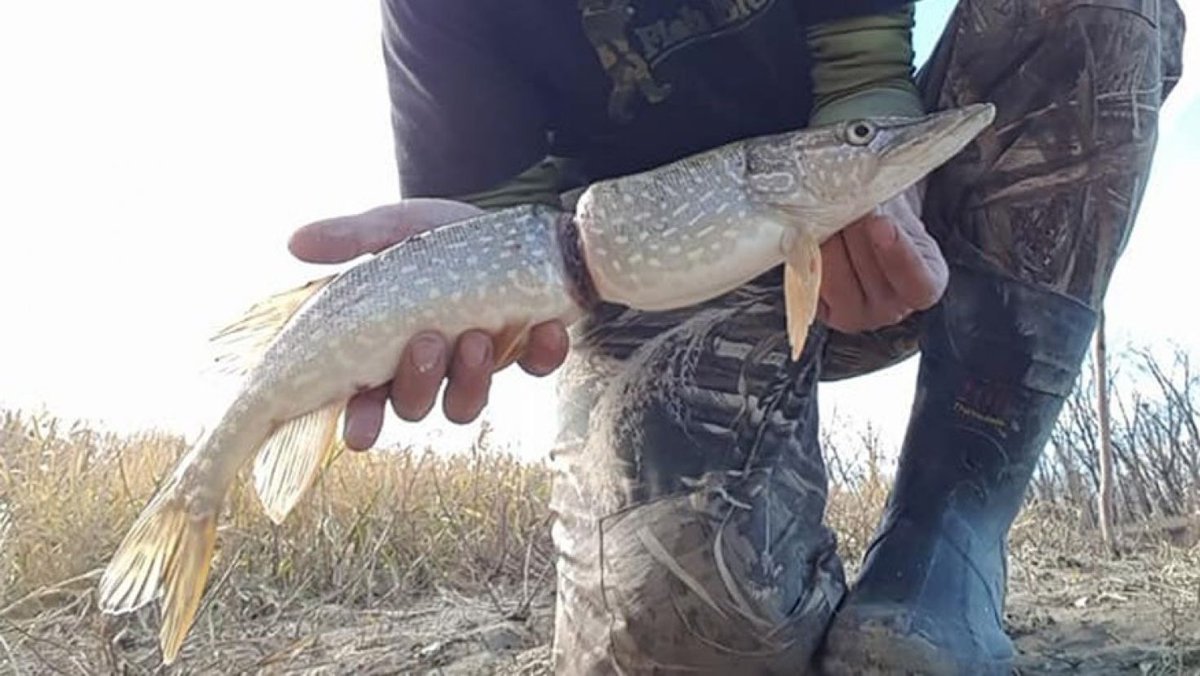I'm case you need any more evidence to REDUCE , RECYCLE , REUSE your #plastic. Here is a Canada Pike engulfed with a Poweraide wrapper. Our Oceans and rivers are drowning in plastic. Think before you buy