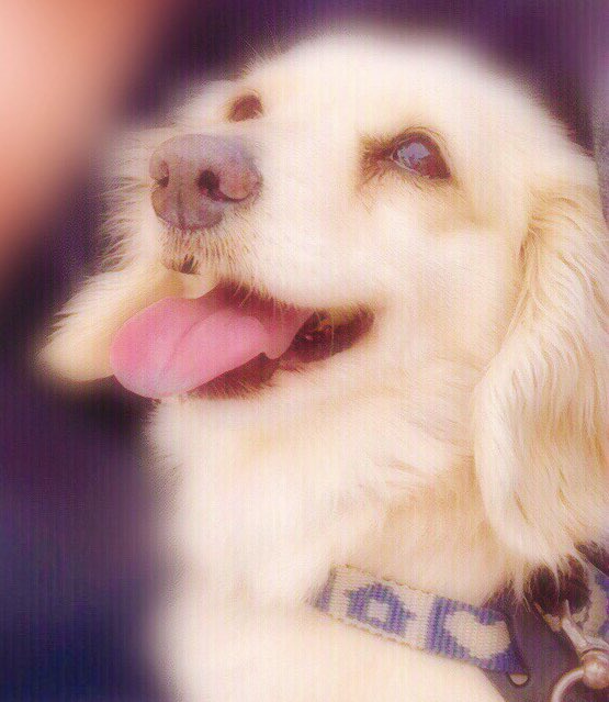 kameda530's tweet photo. テスト期間になるとチョロに会いたくなる   まじでくそかわいい https://t.co/IsVLN8T3wt