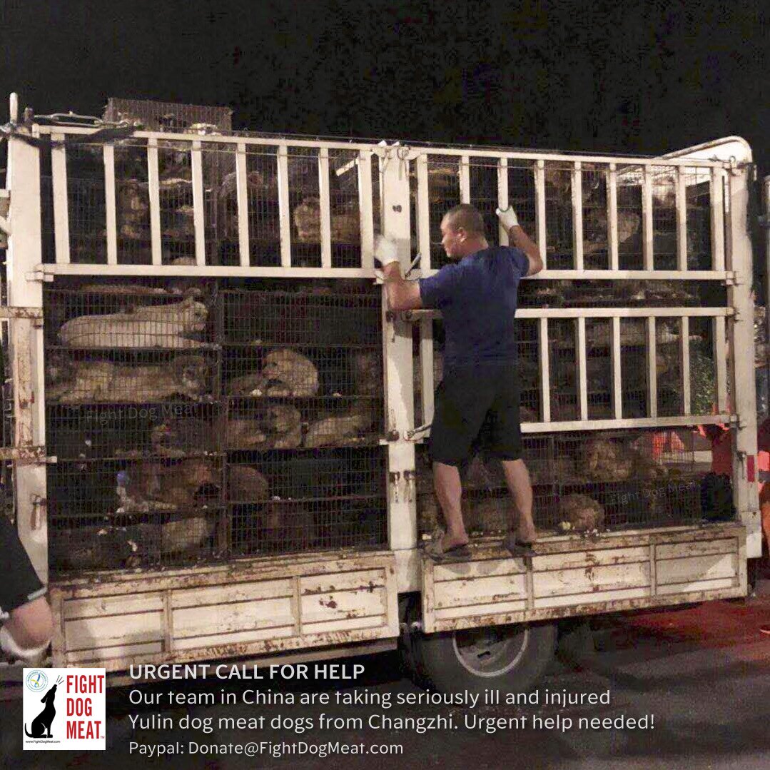 Fight Dog Meat tweet media