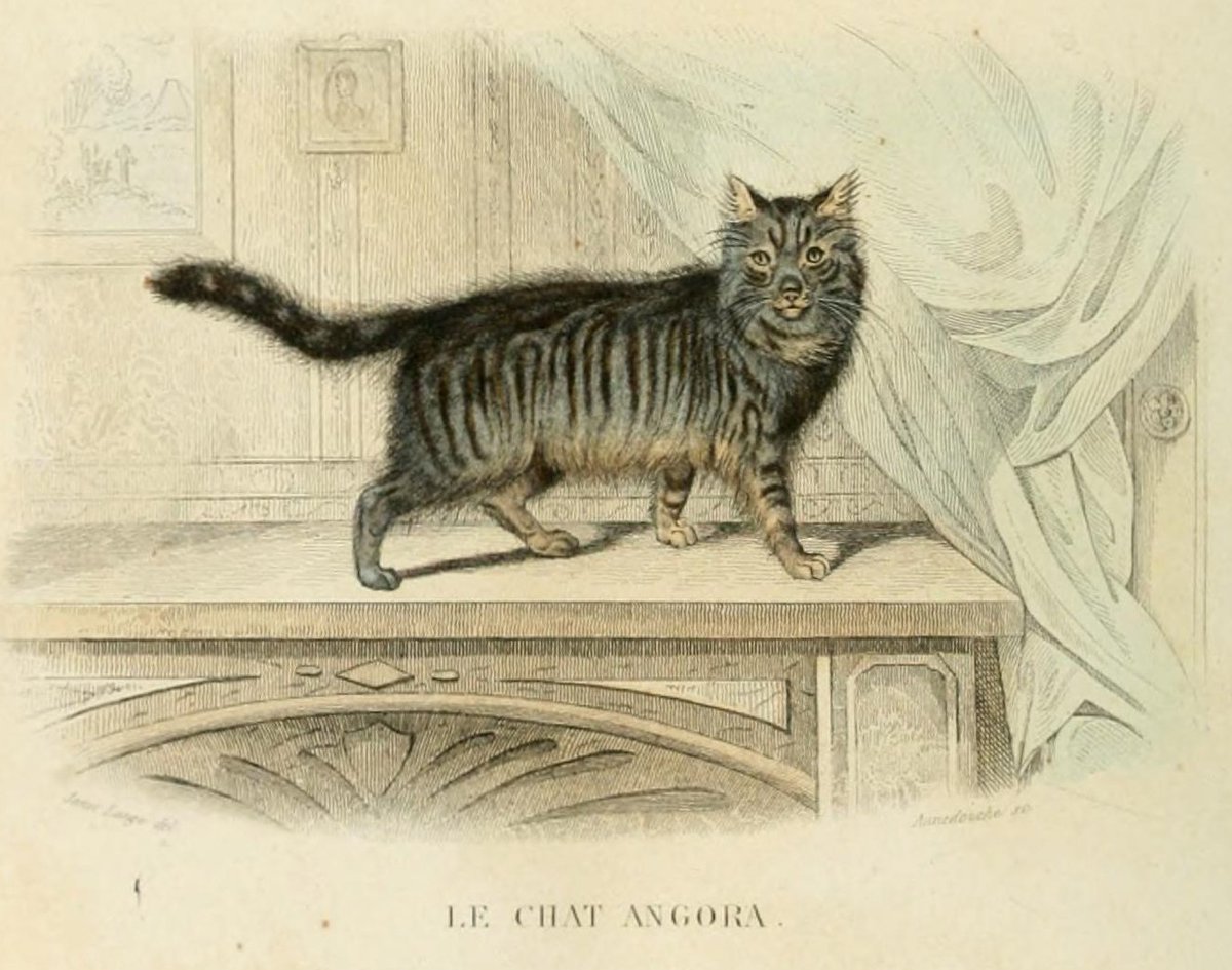 Bhl Happy Caturday Illustrations Of Le Chat Domestique And Le Chat Angora By Janet Lange From Oeuvres Completes De Buffon V 3 1849 Contributed In Bhlib From Fisher Library Of Uoftlibraries Bhl Happy Caturday Illustrations Of Le Chat Domestique And Le Chat Angora By Janet Lange From Oeuvres Completes De Buffon V 3 1849 Contributed In Bhlib From Fisher Library Of Uoftlibraries
