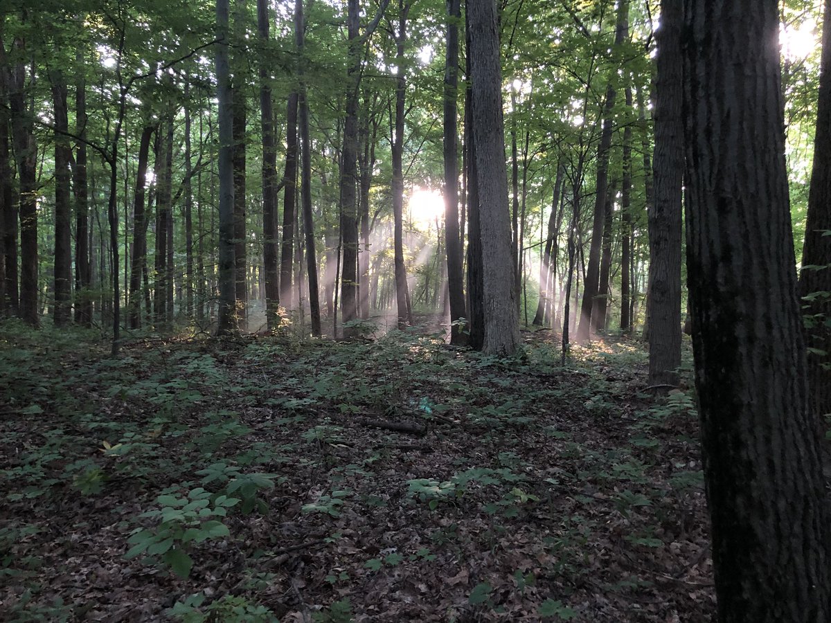GavinPFisher's tweet photo. Good Morning #nature 🏃‍♂️ Great morning on #trail @INDNRstateparks #FortHarrison for #trailrun.  We had the sun rays coming through the trees to guide us and our deer friend leading the way. #discipline #process https://t.co/Ar5wd2i5Cm