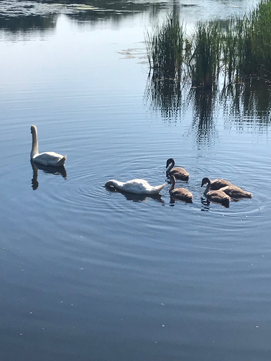 Eagle Development (Eaglerenew) Twitter