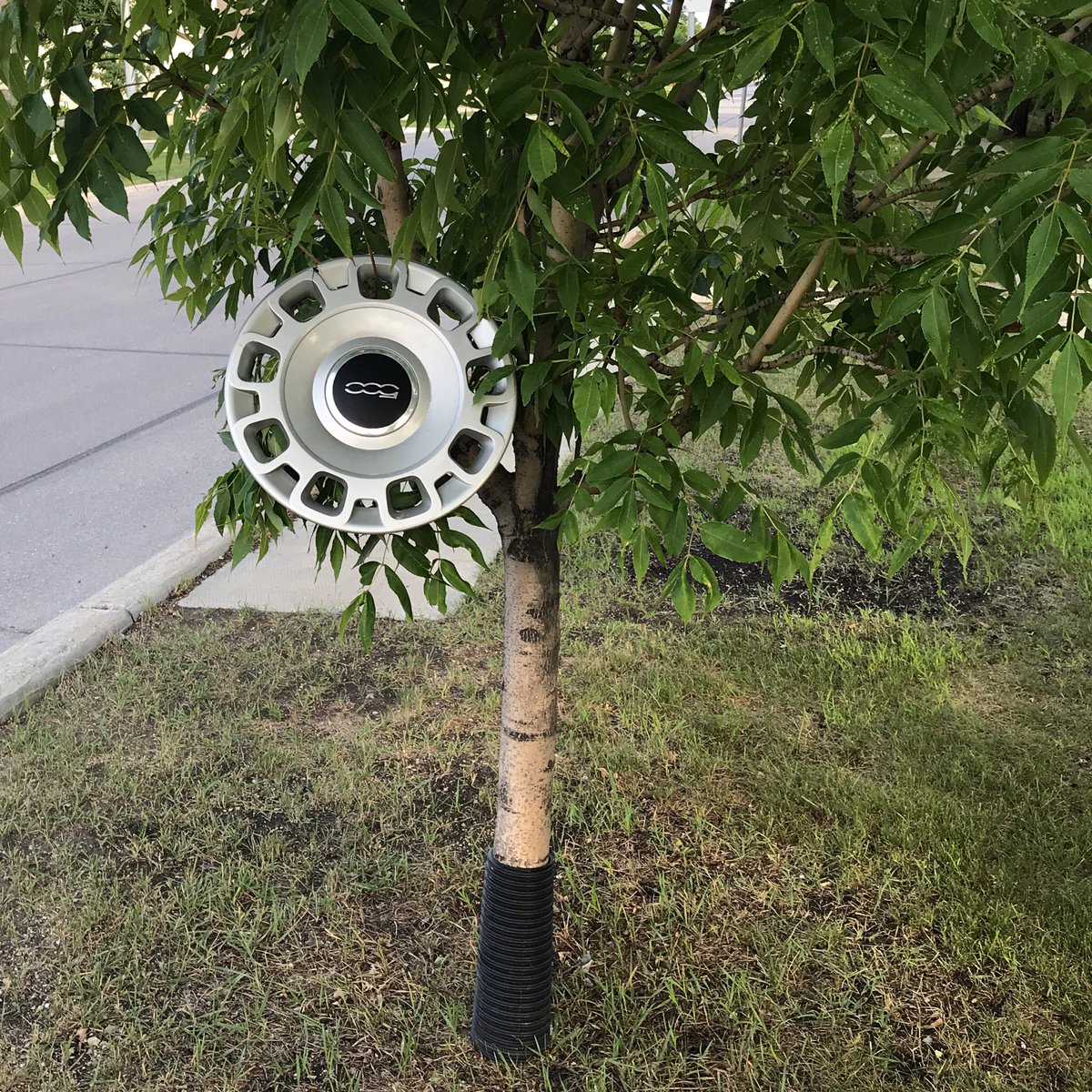 DeborahFroese's tweet photo. Strange things grow on trees. #alongthepath #walking #whathappenedhere #writerslife https://t.co/1VI0qQ8CBN