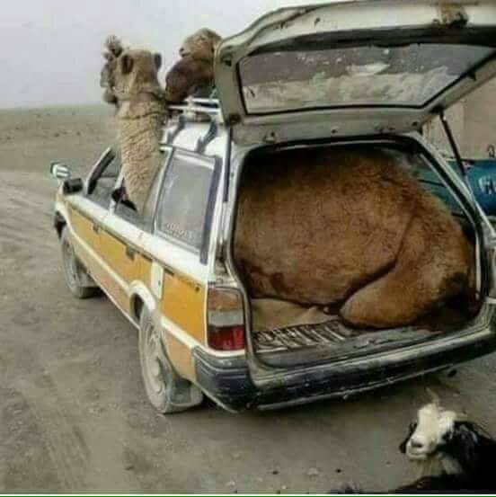 اللي دخل الجمل داخل السياره هو الوحيد اللي قادر يحل مشكله ليبيا 😂😂😂