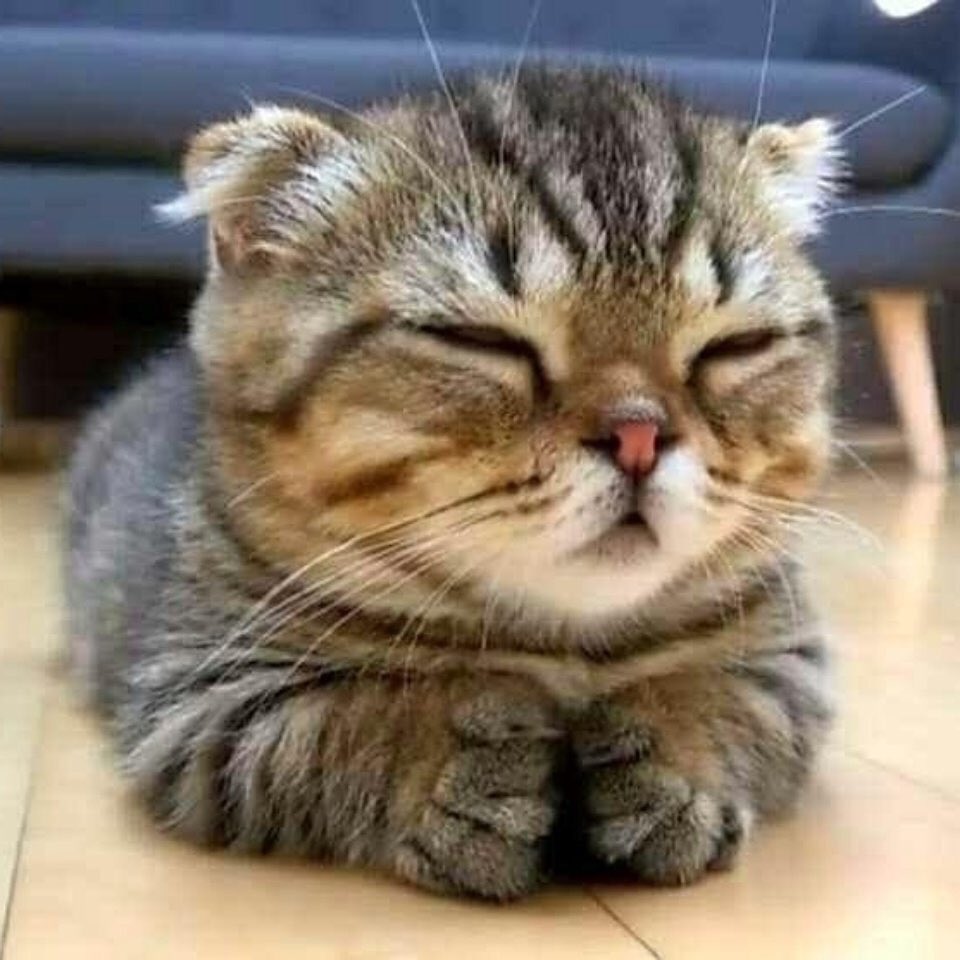 툥냥이♡ tweet media