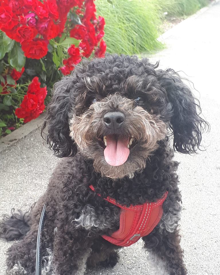 What a handsome boy!
Charlie enjoyed his early morning walk before it got hot outside!
#bolonka #dogsoftwitter #ilovemydog  #walkies #earlymorningwalks