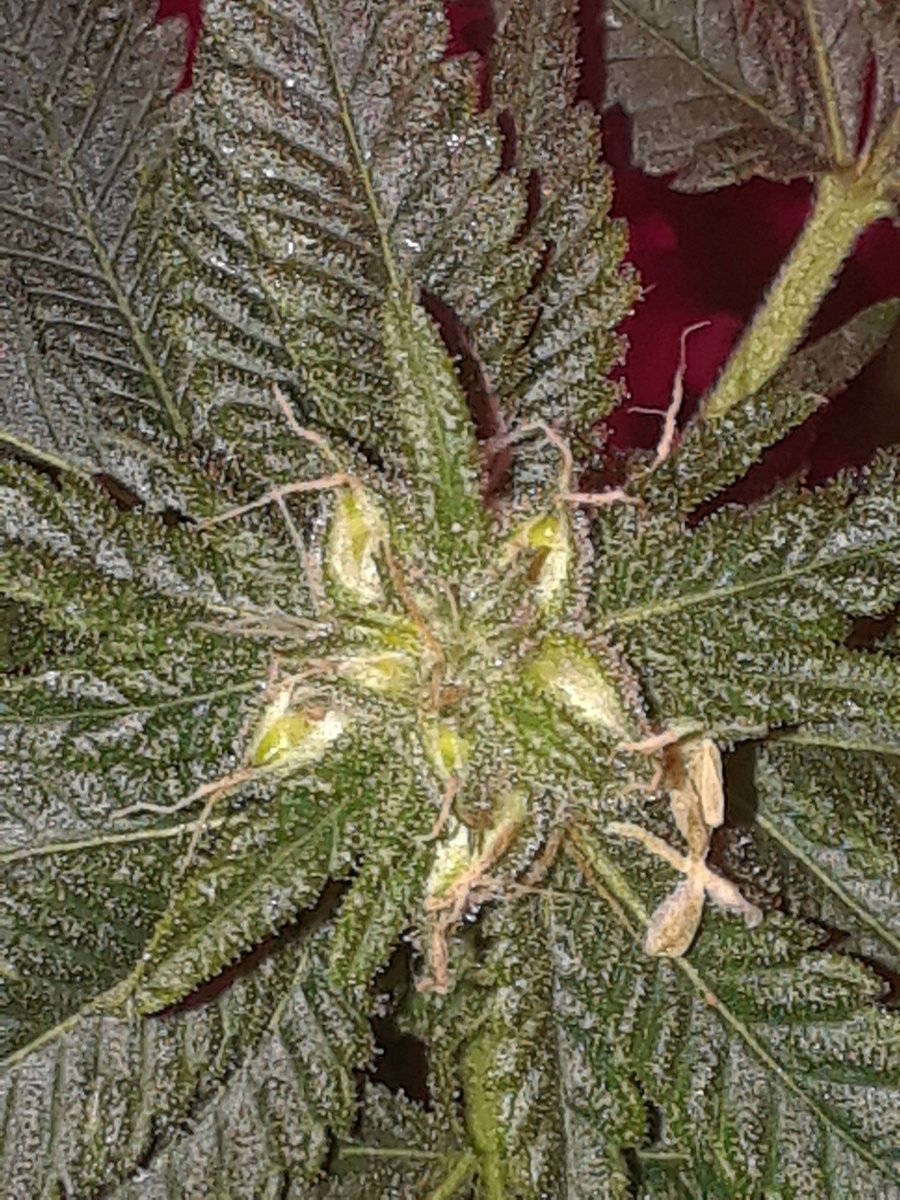 blessedmomma98's tweet photo. Here is #thehog that we bred with my #CANDYLAND Alex believe it shall be called #sweetswine if the seeds turn out well. After my love for Arkansas Razorback Athletics thanks for the great idea and name @papagrande178!
#cannabissaveslives
#Legalizeit https://t.co/JpGzuoeldQ
