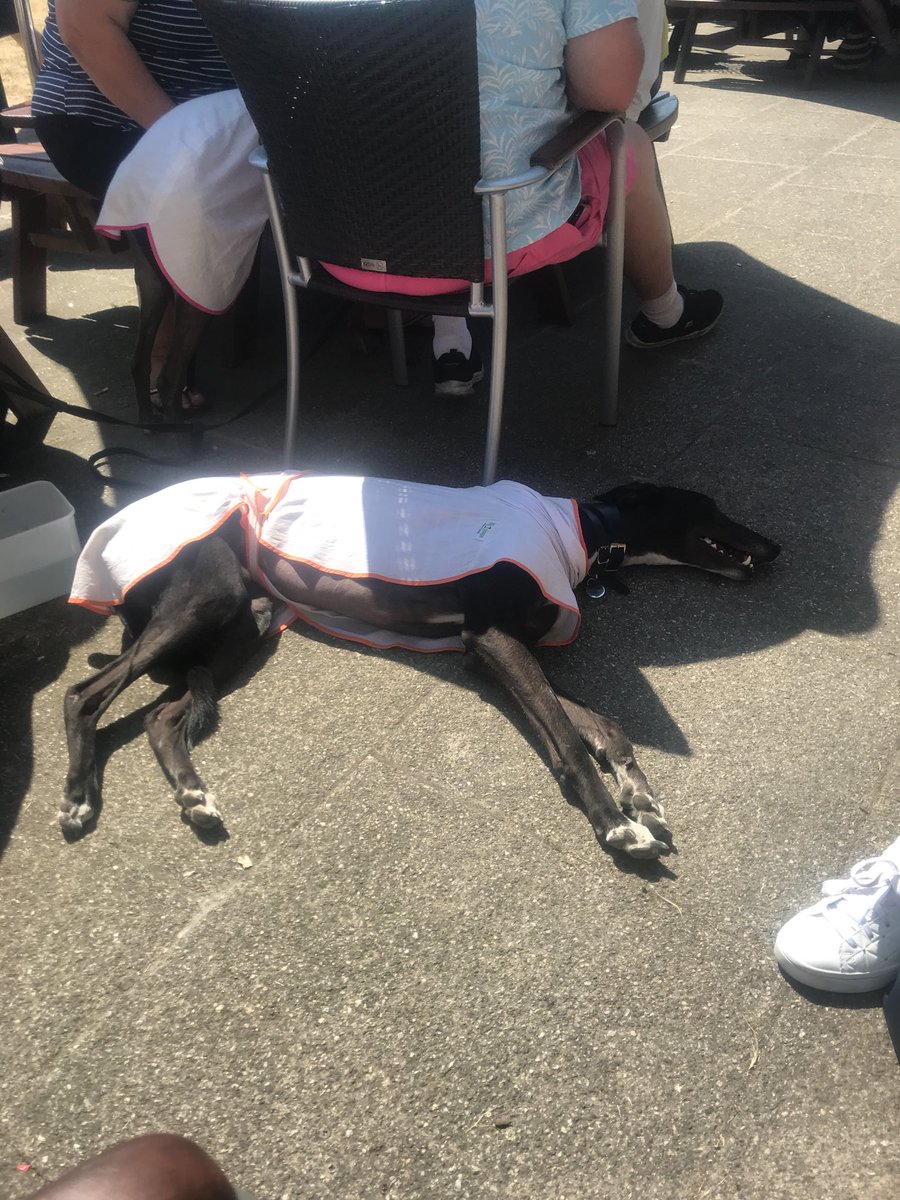 GadgetManic's tweet photo. .@RSPCA_official you should be doing a tour of Ryde IOW today.  People just don’t understand. This poor thing is panting so hard!! #tooHot #couldDie https://t.co/Vtz7s4beNS