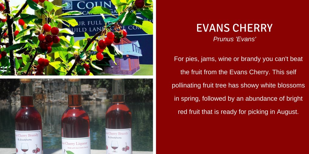 Strawberries, cherries and an angel kissing spring. . .Can anyone tell me the name of this song? When writing this post on the #evanscherry tree this song came to mind. Cherries from this tree make some pretty fine cherry brandy and wine! #winelover #trees