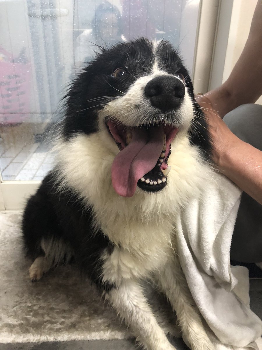 emiria_mona's tweet photo. #迷い犬
#ボーダーコリー
#拡散希望
#滋賀県大津市
#雷と雨

雨の中さまよっていた迷子犬
ボーダーコリー
滋賀県大津市南郷付近

心当たりある方
大津署までご連絡よろしくお願い致します。
雷が怖くて逃げて来たかもしれません。 https://t.co/unUikNuFLv