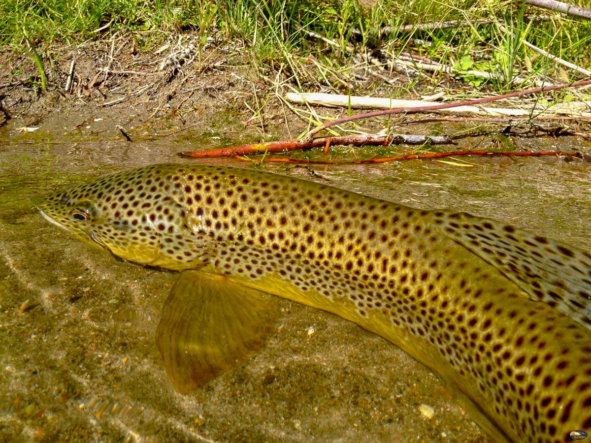 FishwithTJ's tweet photo. A short rest before the descend back home!
#flyfishing #fishing #flyfishwestvirginia #flyfishingnation #realwv #catchandrelease #visitwv #gotowv #angler #wvliving #troutbum #explore #almostheaven #wvfish #wvmade #hawgfish #streamerfishing #simmsfishing #salmotrutta #browntrout https://t.co/RxQQfelMyI
