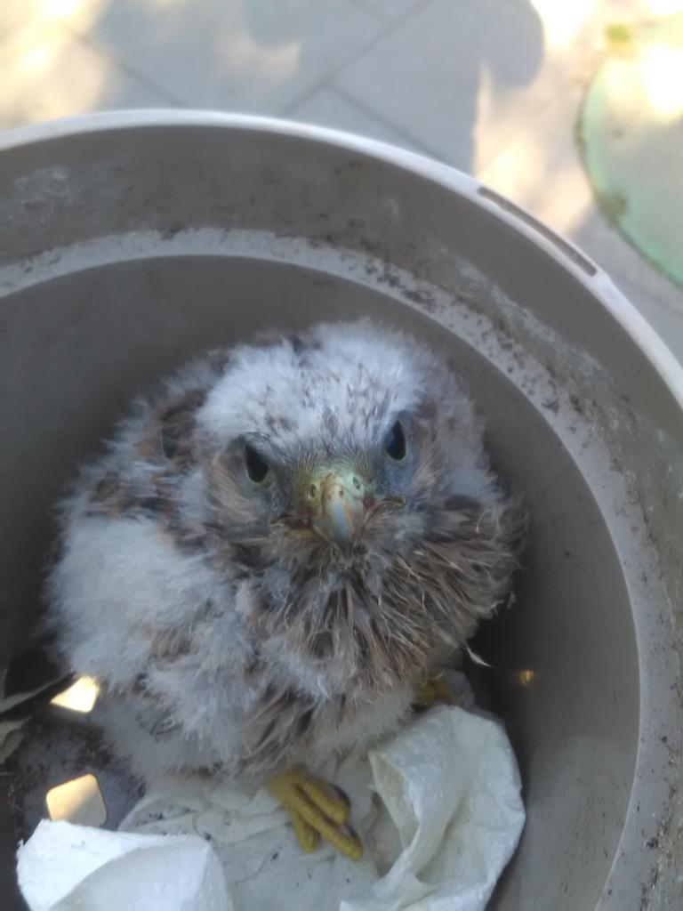 wildparkjoh's tweet photo. Gemeinsam mit #feuerwehr #baruth/Mark haben wir heute einen jungen #turmfalken wieder in sein Nest in #dahme/Mark in den #rathaus #turm verbracht #greifvogel #wildpark #zoo #brandenburg #natur #nabu #wild #vogel #tierschutz #wildvogel #naturschutz https://t.co/T05TFPfG7F