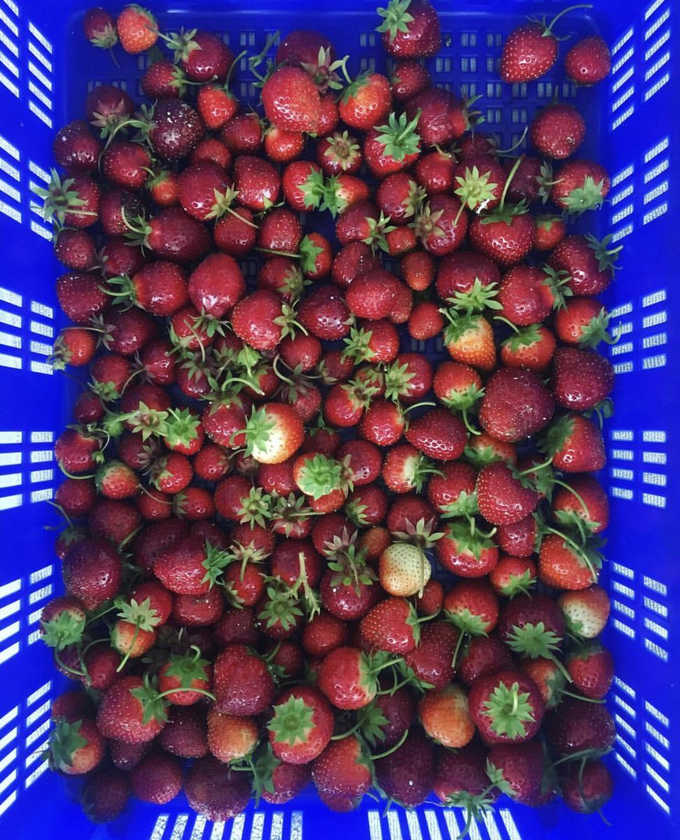 citymouse_chi's tweet photo. Good things are growing on our rooftop this summer. Big congrats to @TheRoofCrop on your first strawberry harvest of the season. We love having you just five floors up from our kitchen. https://t.co/bJqSxpxRhQ
