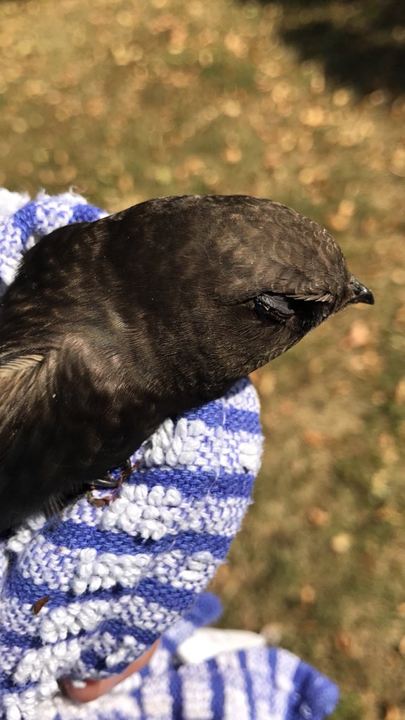 Qlimax54's tweet image. Inko found a bird near our house it's a swallow I picked it up and inspected to see if everything was fine, she was a little scared, finally she let herself go 🐧🏥 #GoodAction