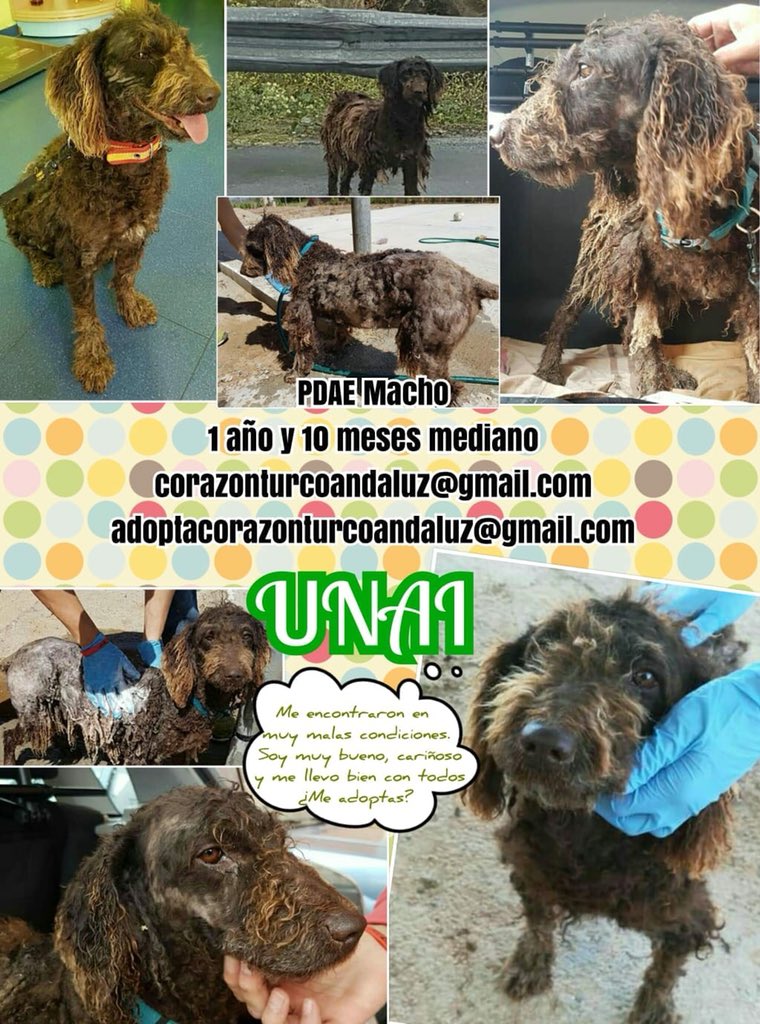 ASOCIACIÓN CORAZÓN TURCO ANDALUZ tweet media