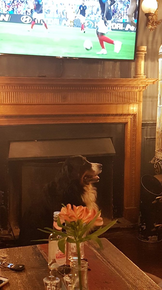 WindmillClapham's tweet photo. I’m far more exciting to watch than the football says #PubDog Max! Thanks for the pic @Optimus_Tef https://t.co/xECahWFIlY