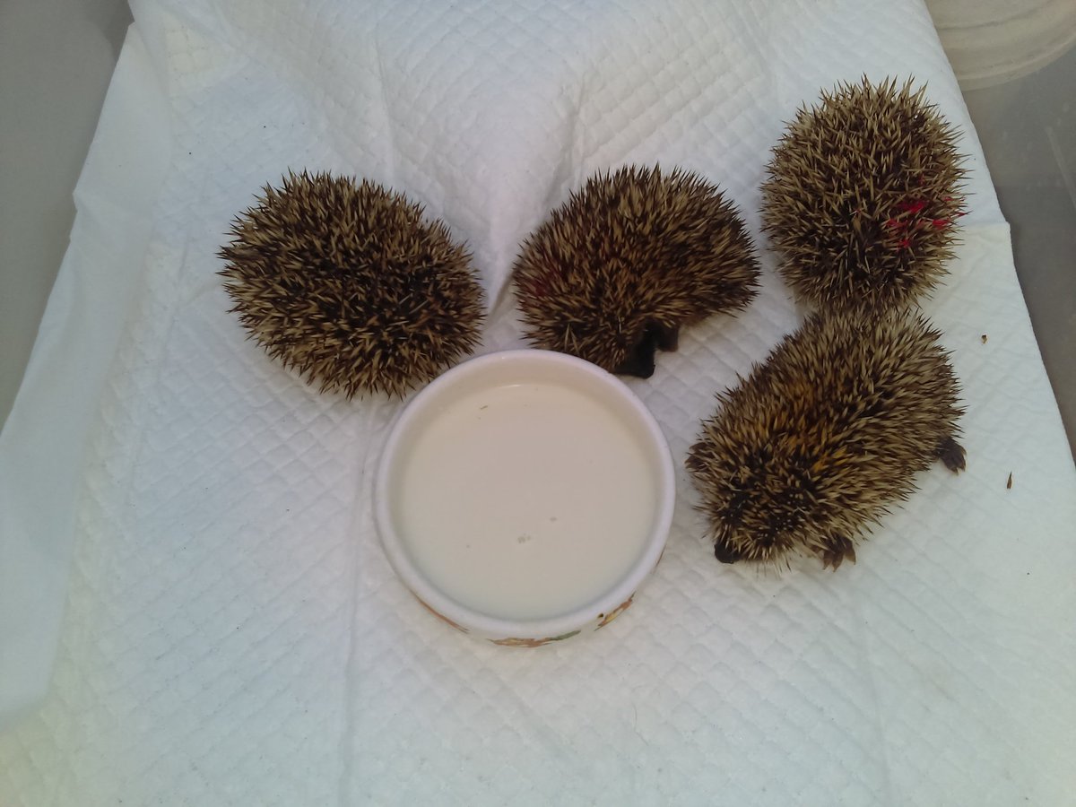 4 #hoglet baby hedgehogs around special formula